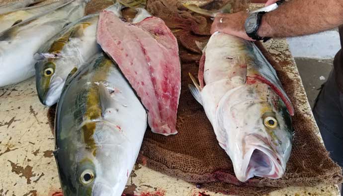 yellowtail being filleted