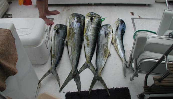 How to Catch Dorado Fish