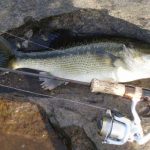 Bass Fishing Tips Spotted Bass Caught