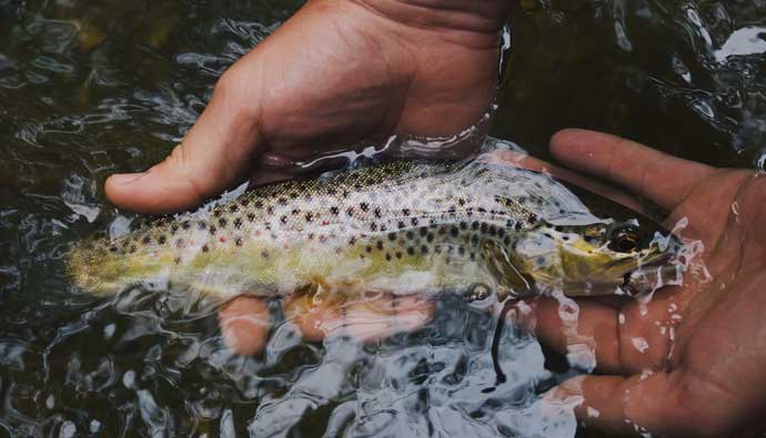 Releasing trout by hand