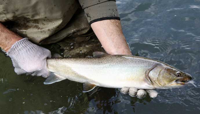 Man holding bull trout