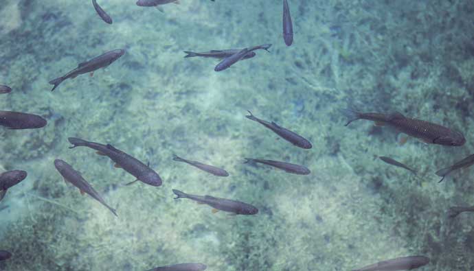 Many trout in a lake