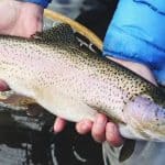 Lady holding trout in river - Trout fishing tips