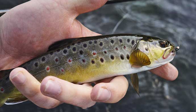 Hand holding a trout