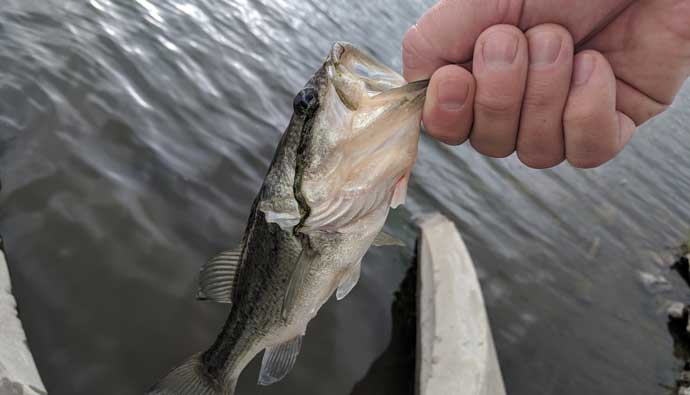 Bass held by the mouth