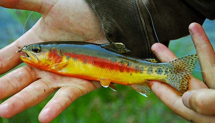 Golden Trout fly fishing