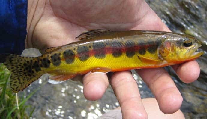Golden Trout Hand Holding