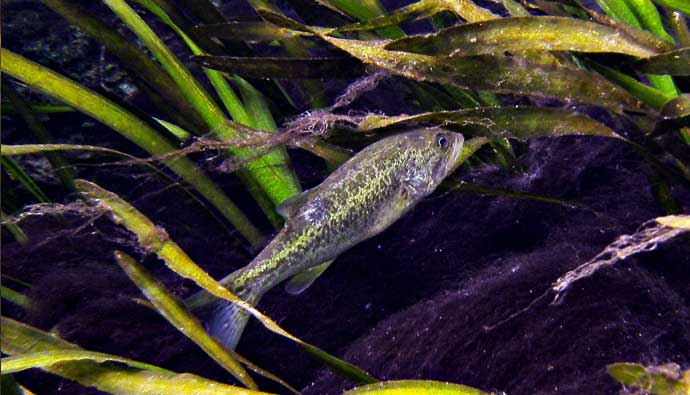 Bass fish near grass in a lake