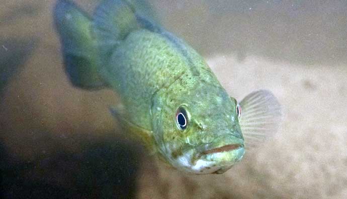 Bass fish underwater