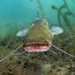 Large catfish in water