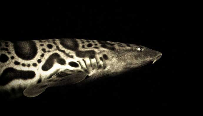 Black and white image of a leopard shark