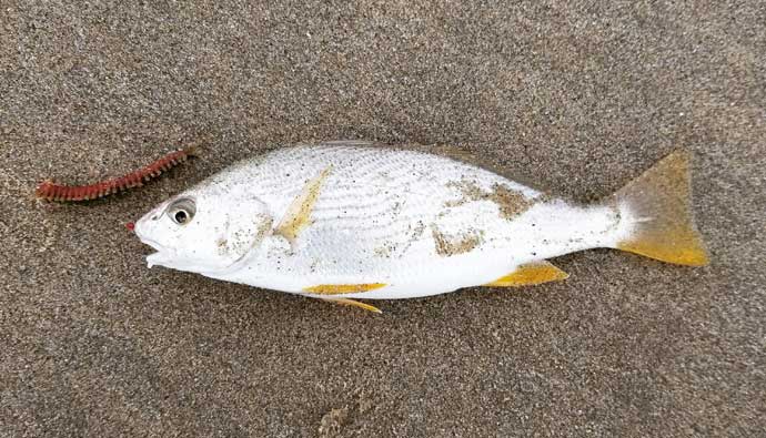 Yellowfin croaker caught using a gulp camo worm