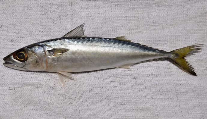 baby chub mackerel