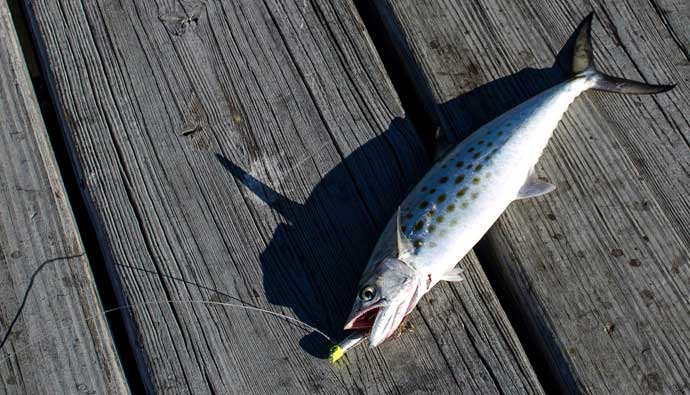 Spanish mackerel caught on fishing line