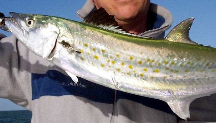 Man holding a spanish mackerel