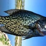 Crappie Fishing Tips Holding