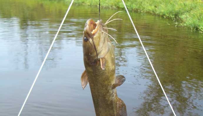 Catfish caught on a trotline