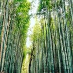 how to make a bamboo cane pole