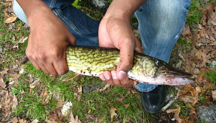 how to catch chain pickerel