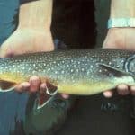 Lake trout fishing tips with person holding a lake trout
