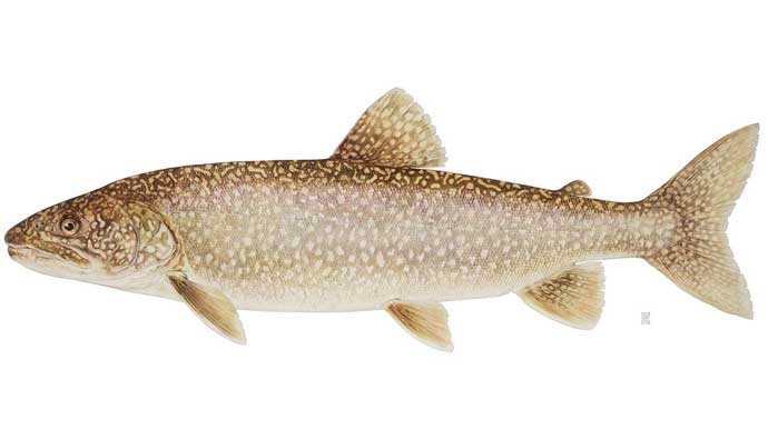 Drawing of a lake trout