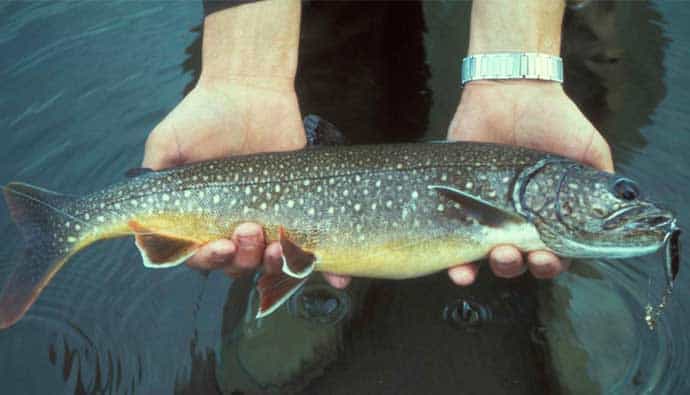 Lake trout fishing tips with person holding a lake trout