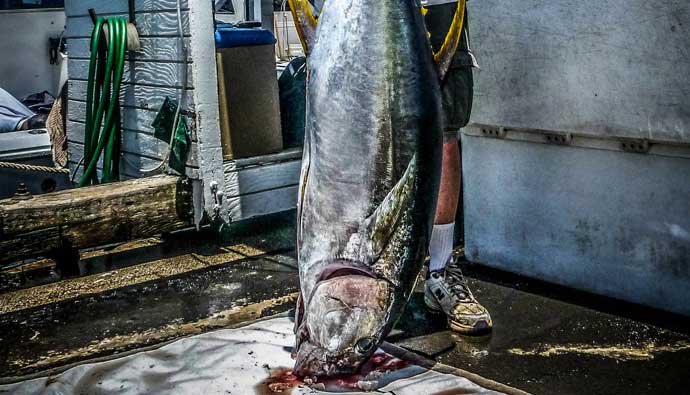 Yellowfin Tuna Fishing