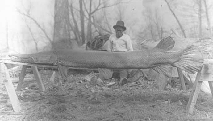 old photo of an alligator gar caught in mississippi