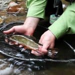Man with brook trout in a net using brook trout fishing tips