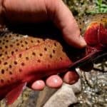 cutthroat trout fishing tips