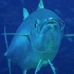 dogtooth tuna fishing tips teeth