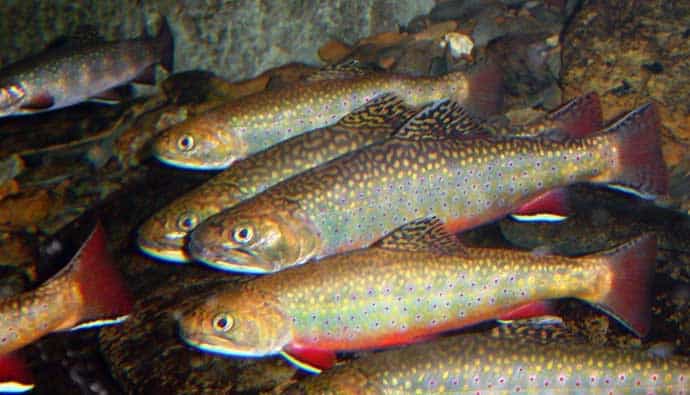 Four brook trout swimming