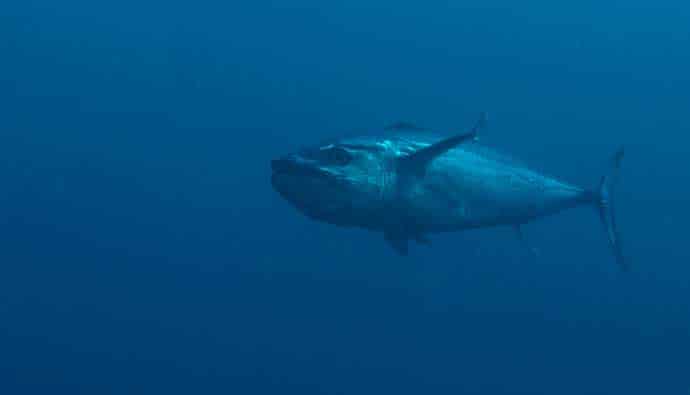 how to catch dogtooth tuna