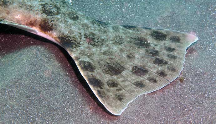 tail of a california halibut