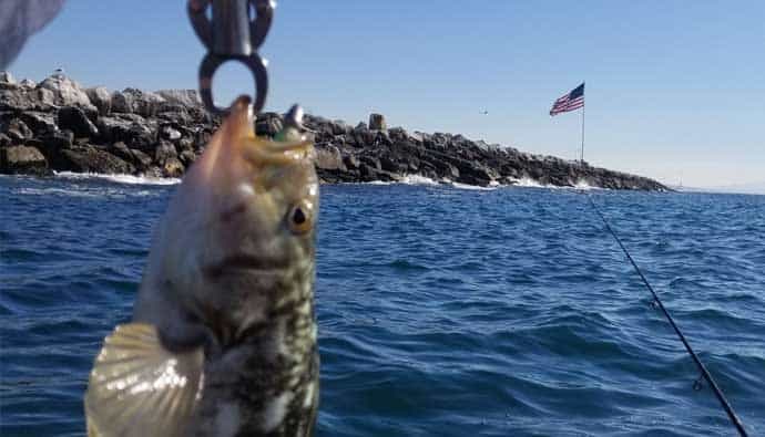 kelp bass fishing tips