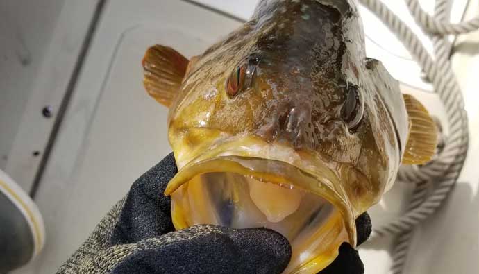 spearfishing calico bass
