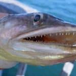 California Lizardfish Fishing Tips