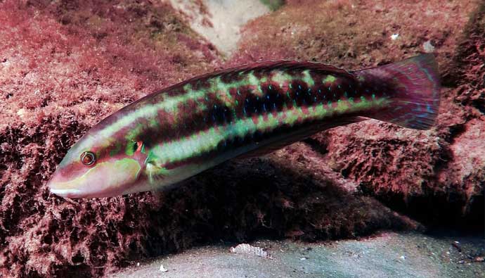 how to catch slippery dick fish
