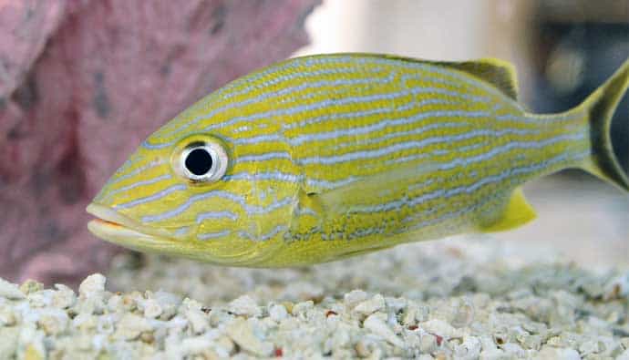 blue striped grunt fish