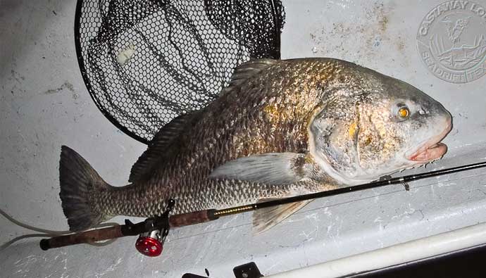 black drum fish on a boat