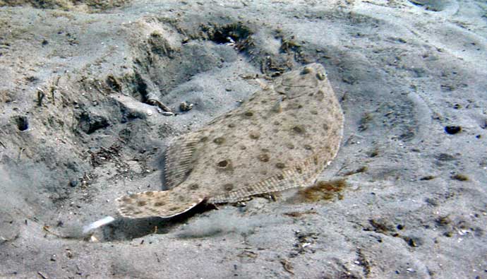 Gulf flounder resting in the sand