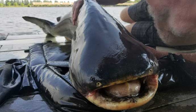 Mekong Giant Catfish mouth