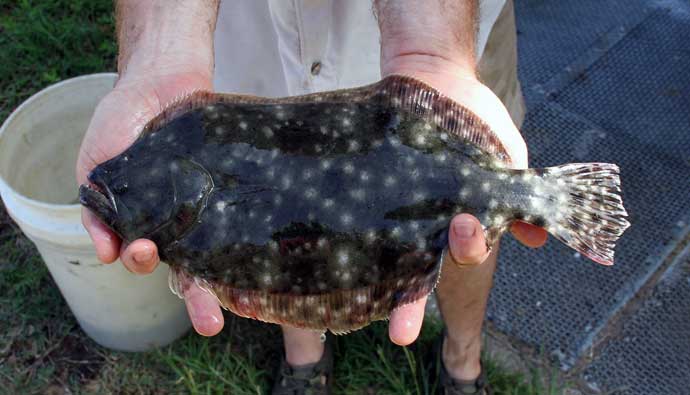 Southern Flounder caught