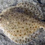 windowpane flounder fish
