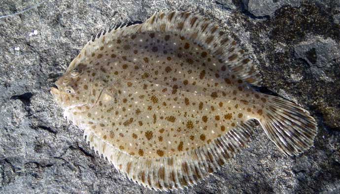windowpane flounder fish