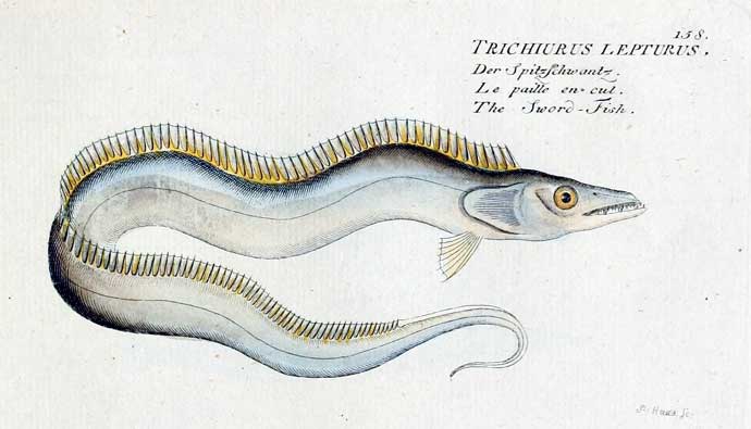 cutlassfish trichiurus lepturus
