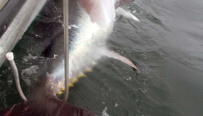 how to catch bluefin tuna from boat