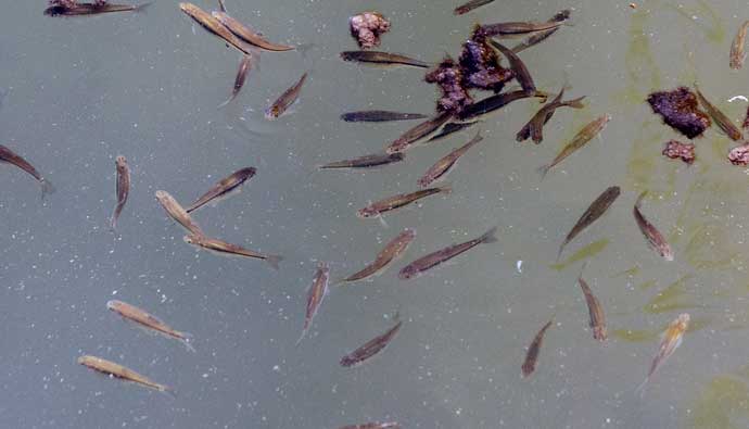 live minnows near the surface