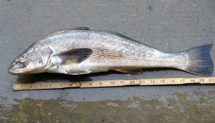 corbina fish