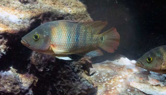 mayan cichlid (mojarra fish) near rocks